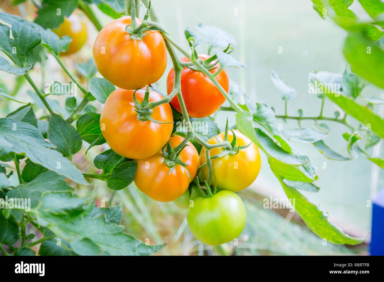 Tomaten hängen an einem Zweig. Nahaufnahme Stockfoto