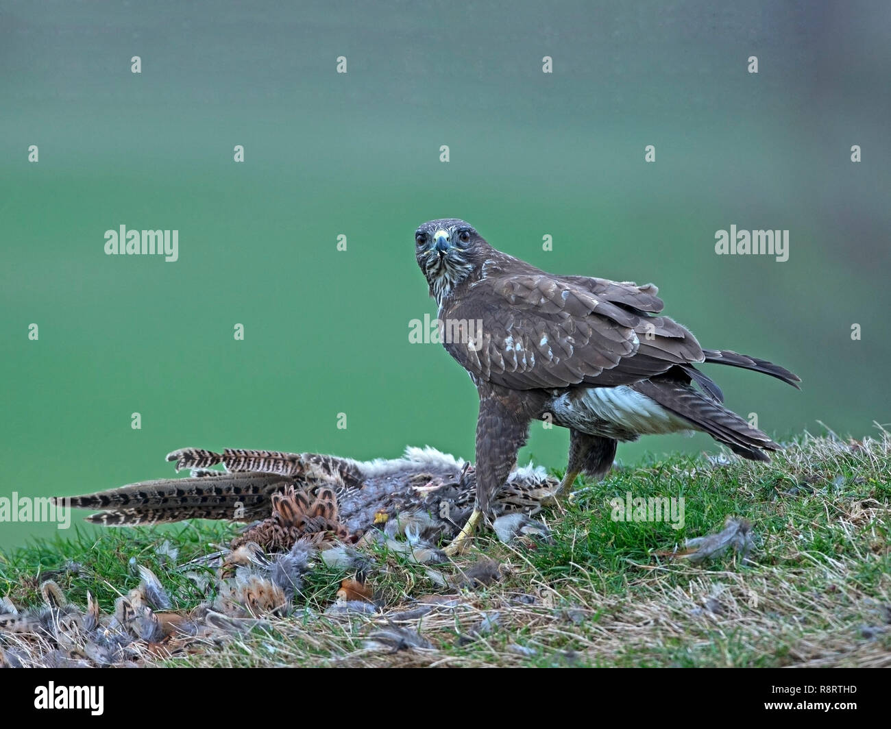 Mäusebussard mit Beute Stockfoto