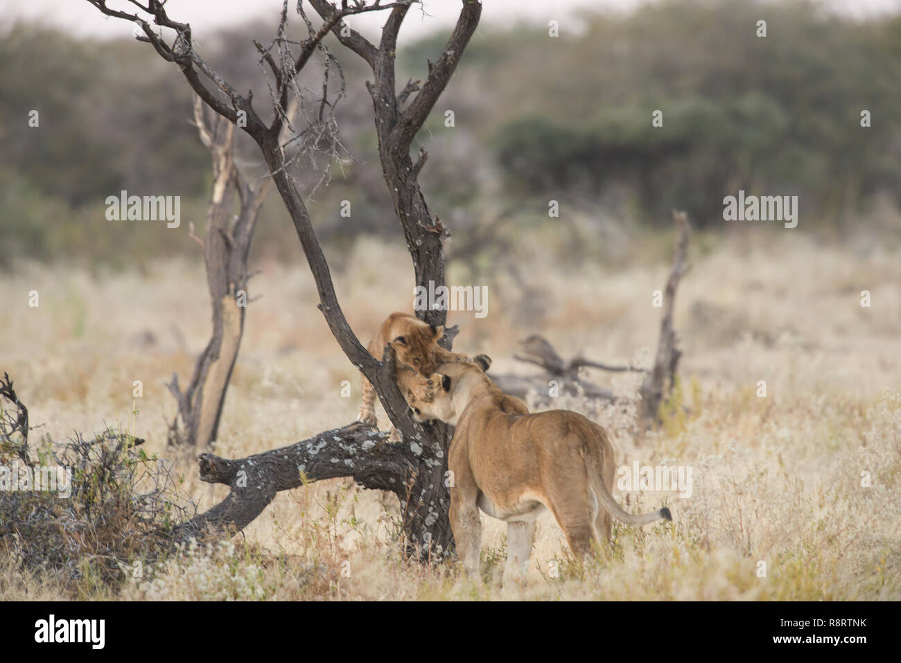 Lion cub Spielen in einem Baum Stockfoto