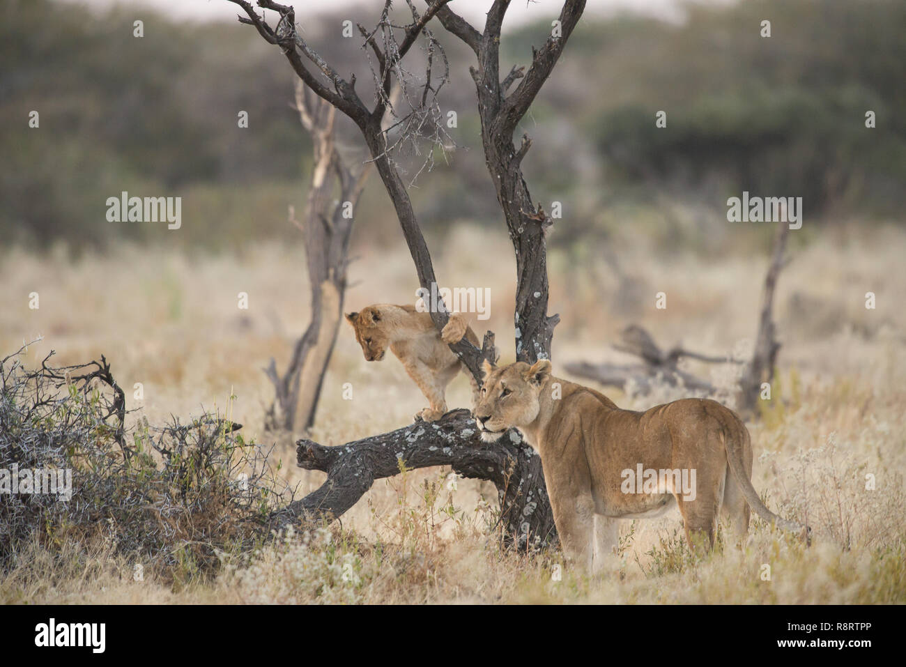 Lion cub Spielen in einem Baum Stockfoto