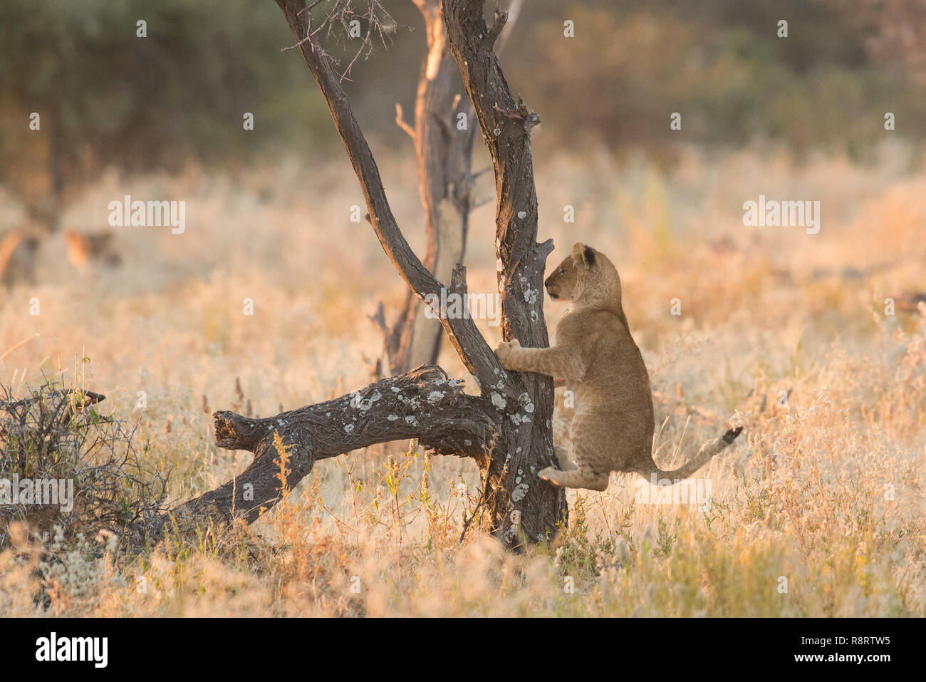 Lion cub Spielen in einem Baum Stockfoto