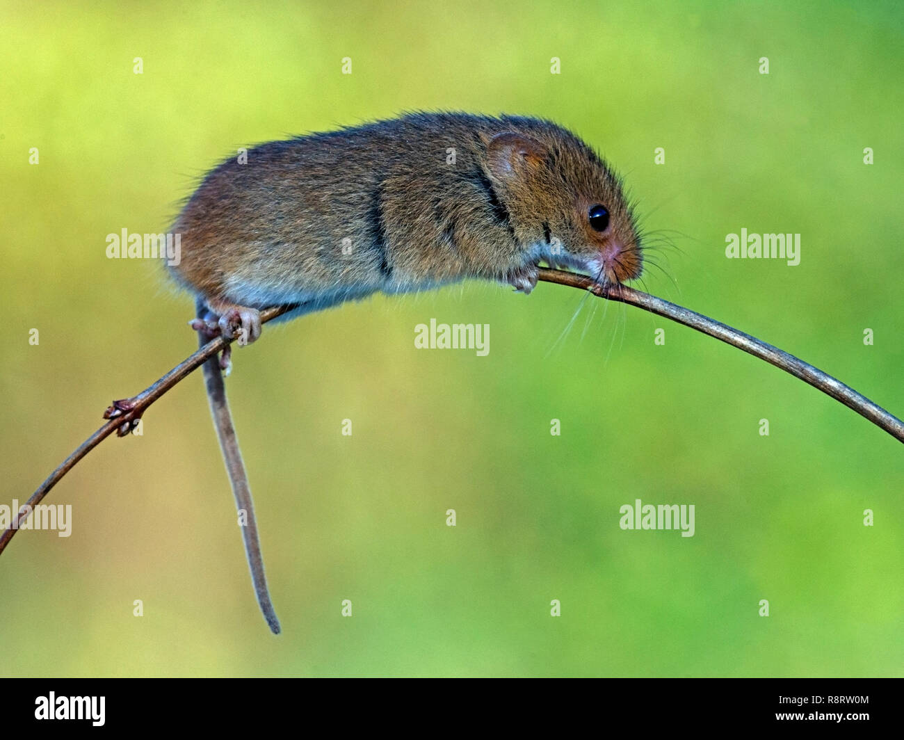 Eurasischen Ernte Maus auf Zweig Stockfoto