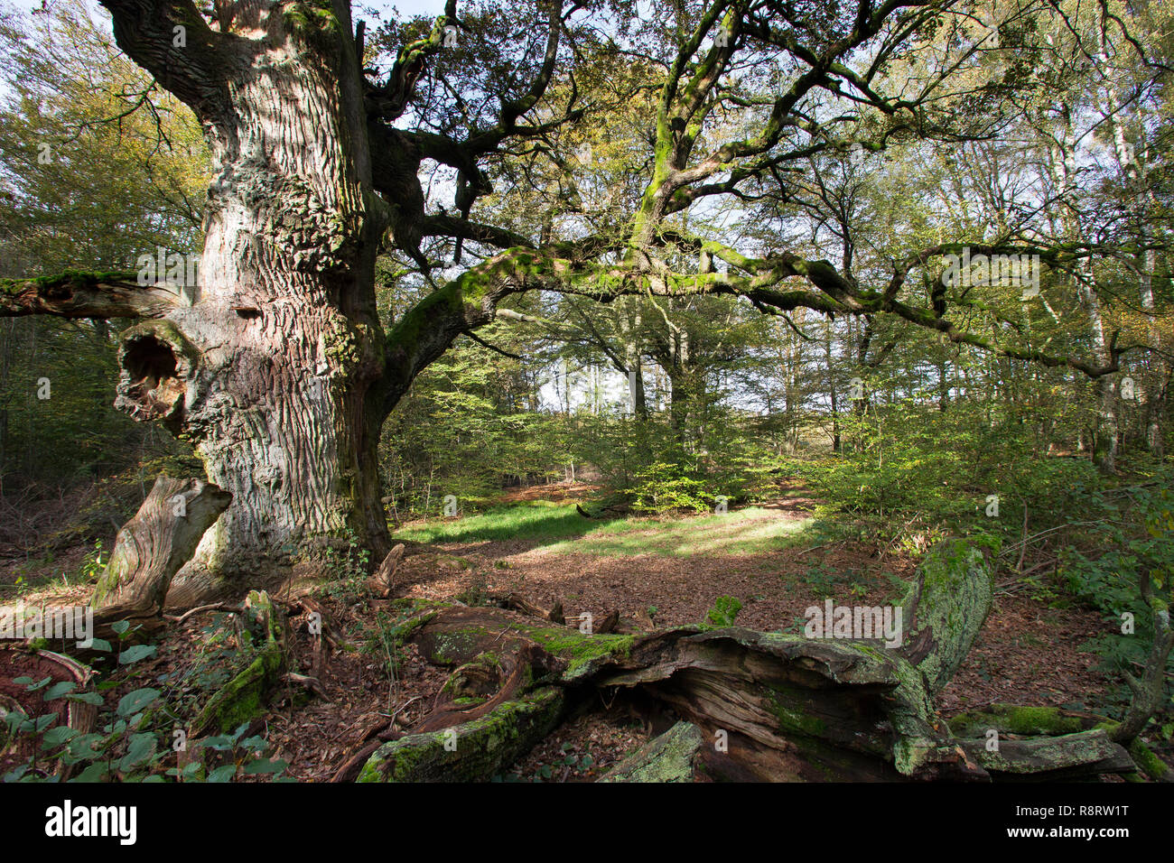 Urwald, Wald, natürlicher Mischwald, Eichenwald, Totholz, Baumriese, alte Eiche, Quercus, Urwald, Urwald, Totholz, totes Holz, Eiche, oa Stockfoto