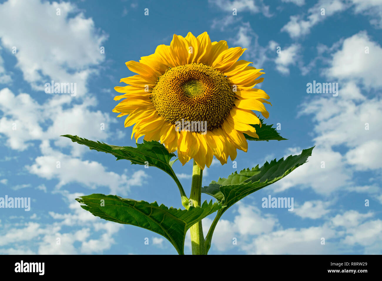 Eine riesige goldgelbe Sonnenblume und Blätter, die nach der Himmel gegen einen schönen teilweise bewölkten Himmel Stockfoto