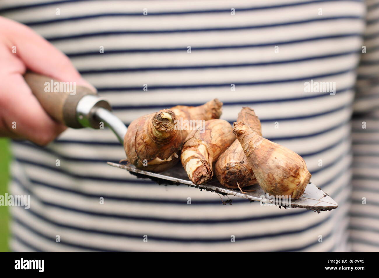 Narzisse. Narzissen an Hand Kelle für die Bepflanzung für Frühling, Großbritannien Stockfoto