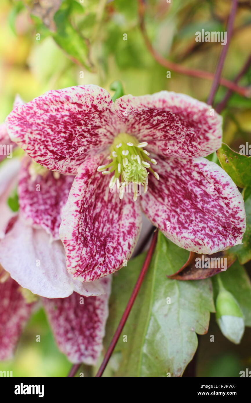 Immergrune Clematis Stockfotos Und Bilder Kaufen Alamy
