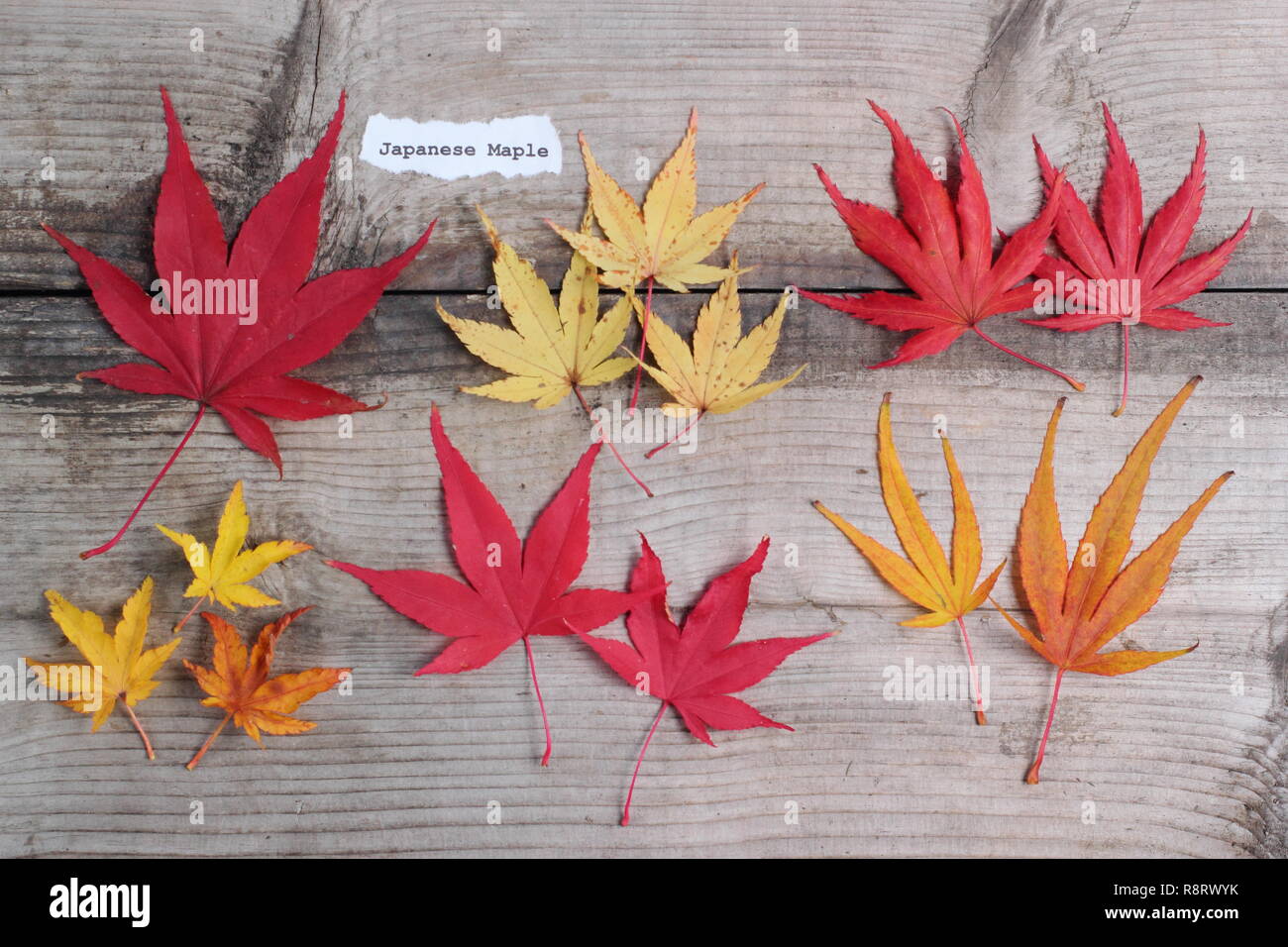 Acer palmatum. Japanische ahorne Blätter im Herbst. Obere Reihe (L-R) Matsukaze, Sango Kaku, Trompenburg. Untere Zeile: Shishigashira, Osakazuki, Villa Taranto Stockfoto