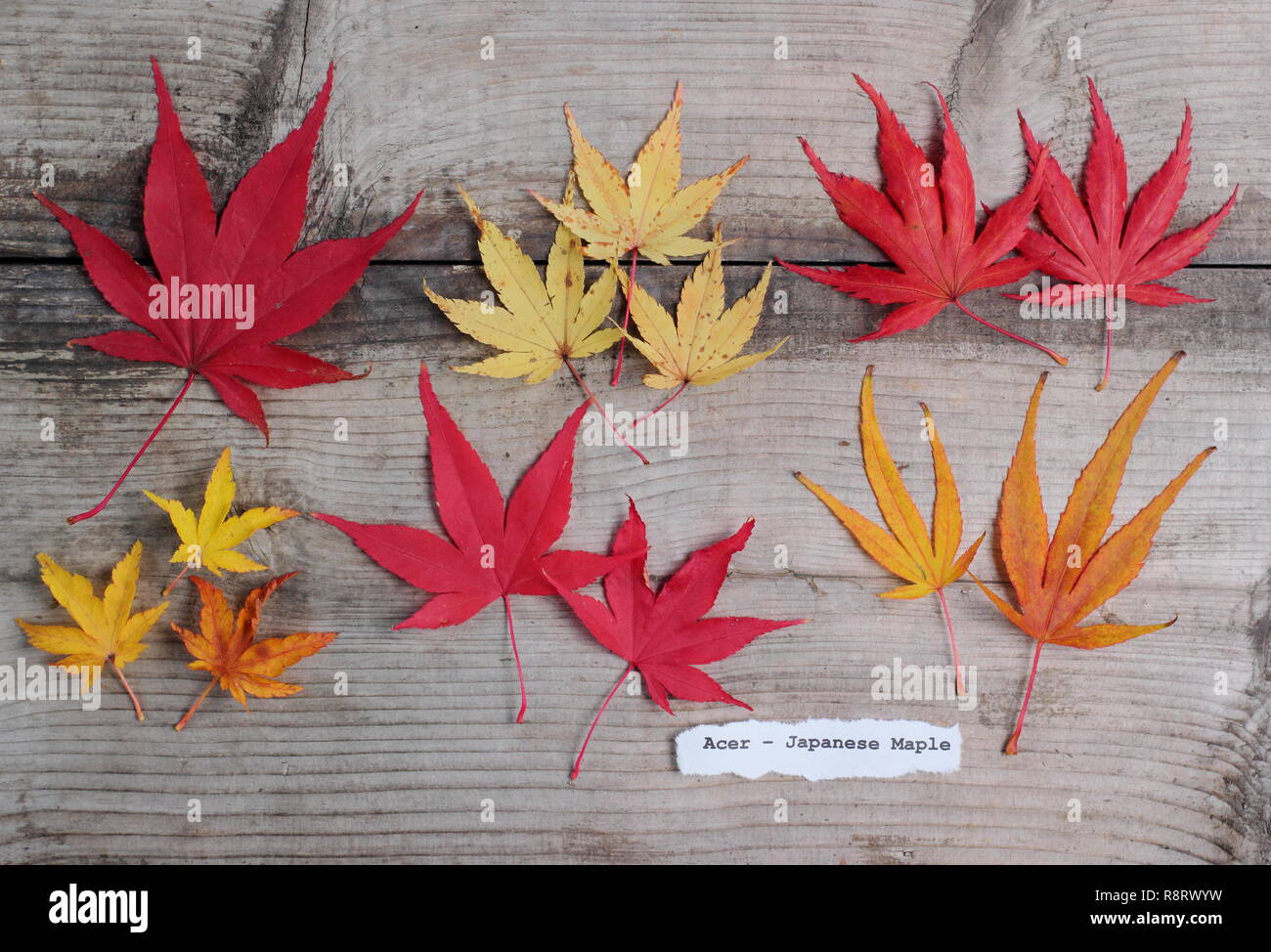 Acer palmatum. Japanische ahorne Blätter im Herbst. Obere Reihe (L-R) Matsukaze, Sango Kaku, Trompenburg. Untere Zeile: Shishigashira, Osakazuki, Villa Taranto Stockfoto