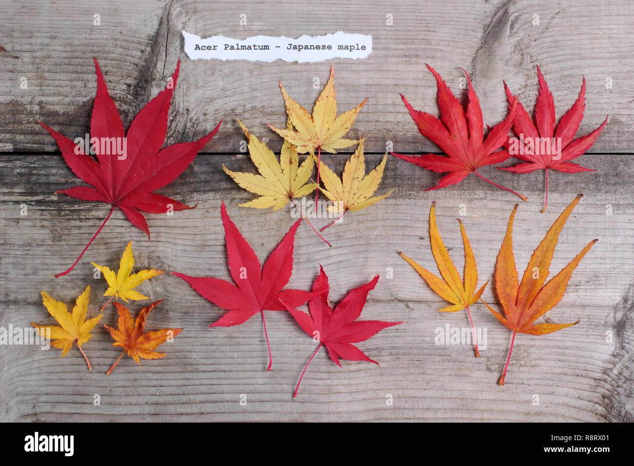 Acer palmatum. Japanische ahorne Blätter im Herbst. Obere Reihe (L-R) Matsukaze, Sango Kaku, Trompenburg. Untere Zeile: Shishigashira, Osakazuki, Villa Taranto Stockfoto
