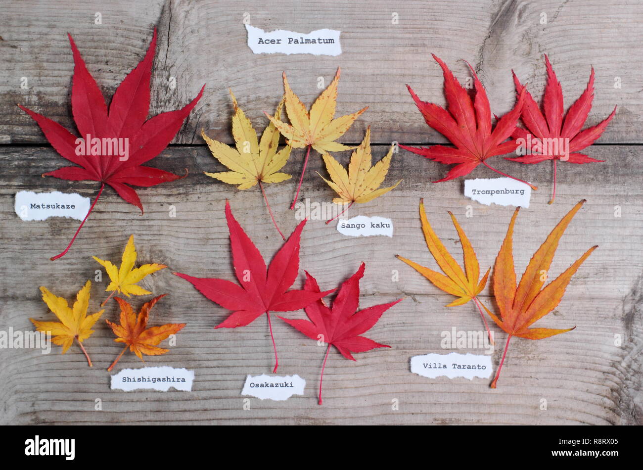 Acer palmatum. Japanische ahorne Blätter im Herbst. Obere Reihe (L-R) Matsukaze, Sango Kaku, Trompenburg. Untere Zeile: Shishigashira, Osakazuki, Villa Taranto Stockfoto