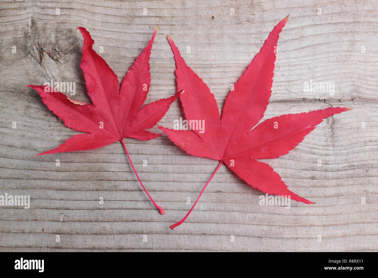 Acer palmatum 'Osakazuki' japanische Ahorn angezeigte rote Herbstfarbe, im November, Großbritannien Stockfoto