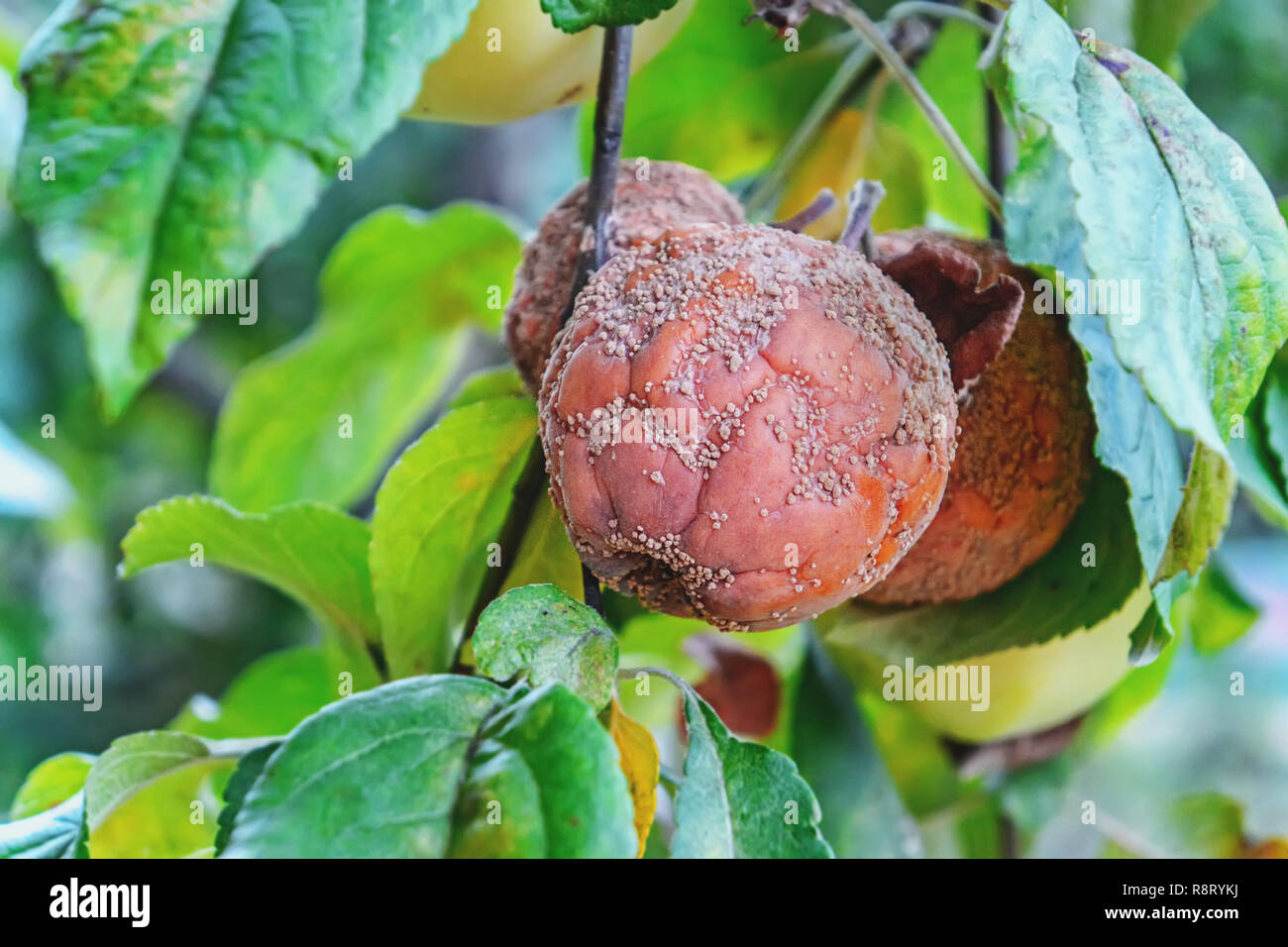 Faulen Apfel an Apple, monilioz Apple. Stockfoto