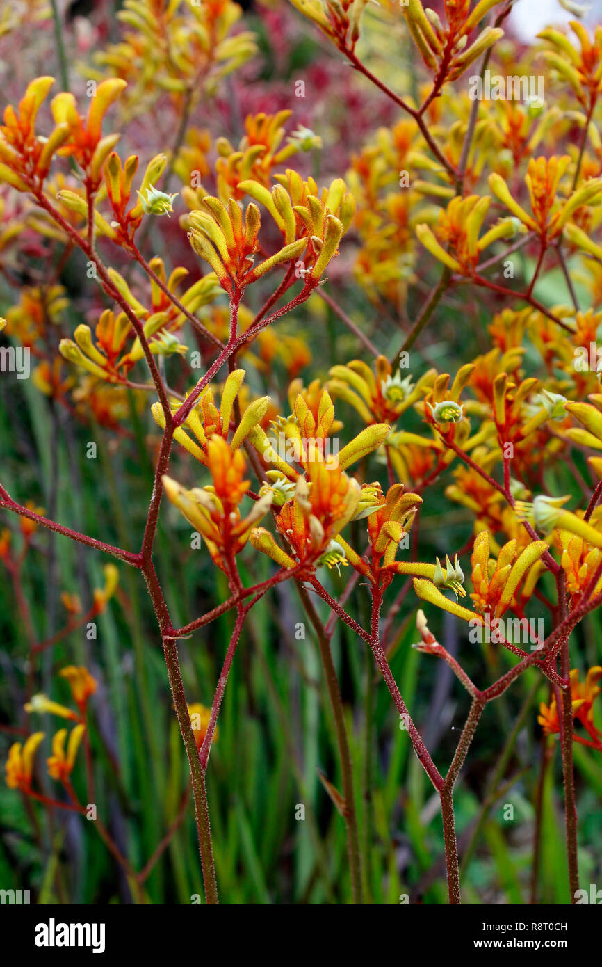 Australische Ureinwohner kangaroo Pfoten Stockfoto