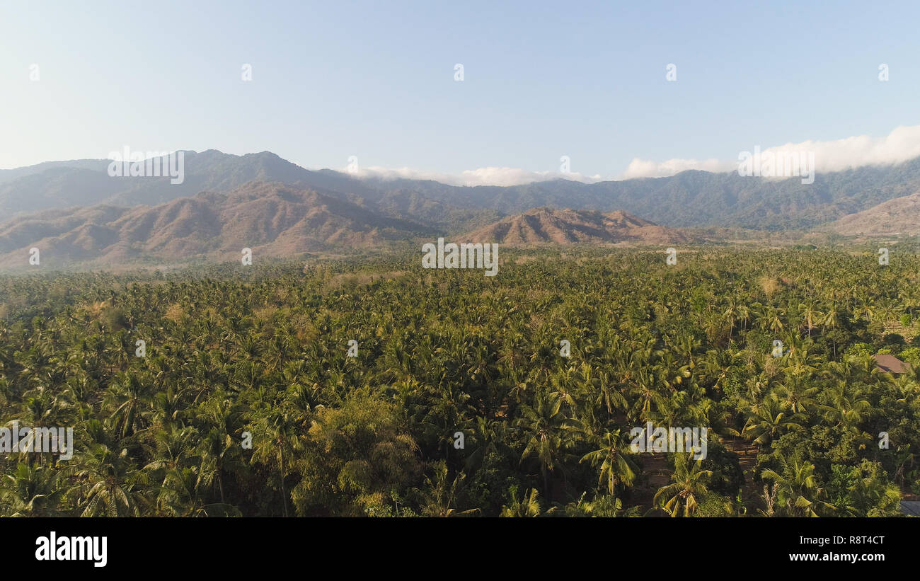 Luftaufnahme Palmen Grove gegen Berge. Hügel bedeckt mit grünen Vegetation und Palmen. Bali, Indonesien Stockfoto
