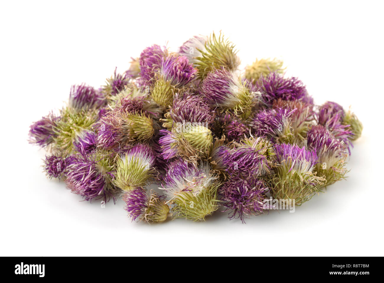 Stapel von getrockneten Baumwolle thistle Blumen isoliert auf weißem Stockfoto