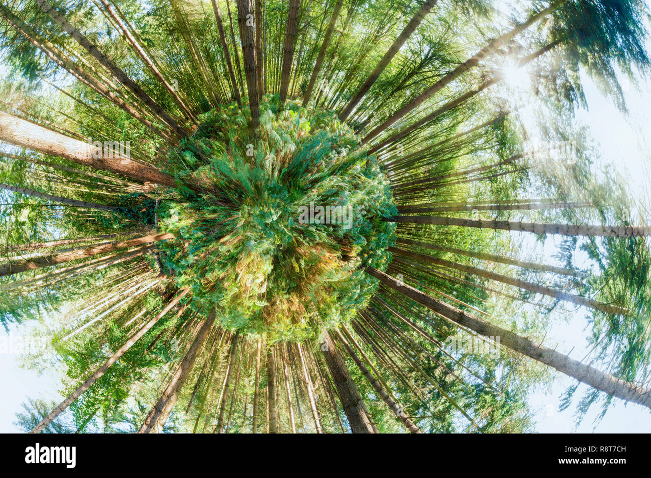 Mini planet Forest View Point mit einem globalen 360 Grad Winkel. Frische Sicht der Bäume und Wald pflanzen Stockfoto