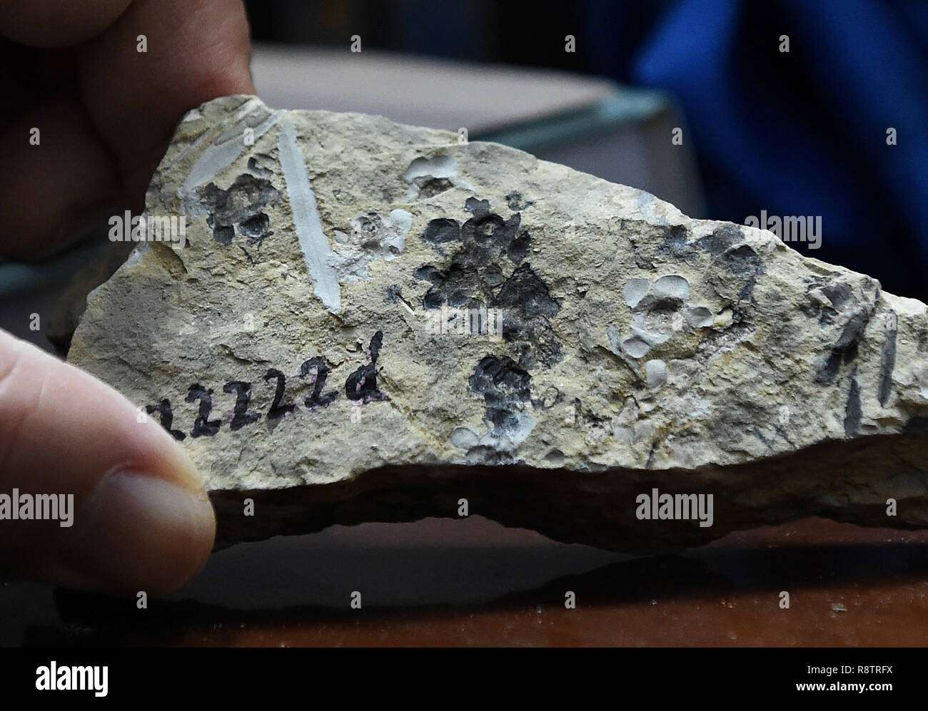 Wie werden Dating-Methoden verwendet, um fossile Beweise zu analysieren