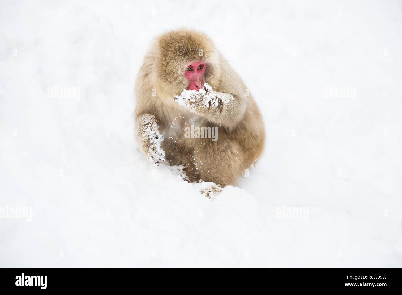 Japanischen makaken oder Monkey Suche nach Essen im Schnee Stockfoto