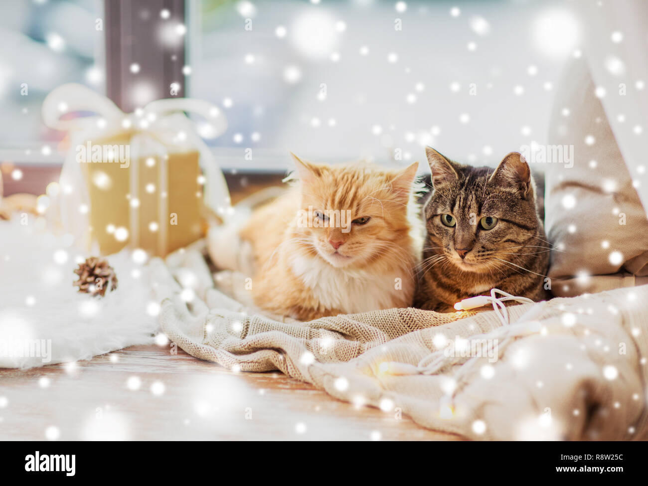 Katzen liegen auf Fensterbank mit Decke an Weihnachten Stockfoto