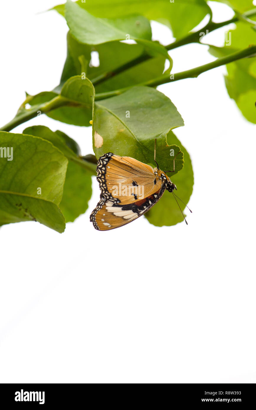 Plain Tiger oder African Queen butterfly (Danaus chrysippus) auf Blatt Stockfoto