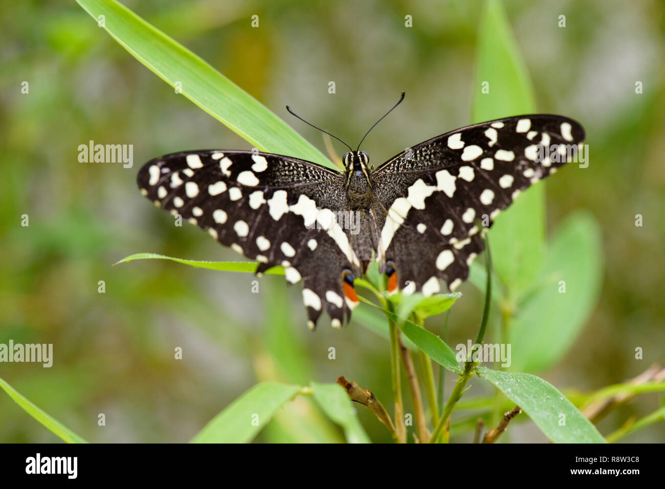 Pinsel-footed Schmetterling (Limenitis) auf Blatt Stockfoto