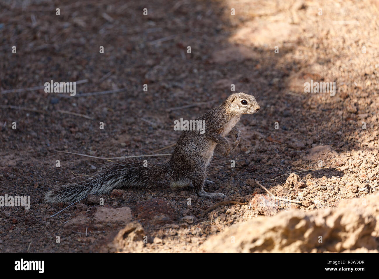 Unstriped Erdhörnchen (Xerus rutilus) Erta Ale Vulkan. Danakil Depression. Von ferne Region. Äthiopien. Afrika Stockfoto