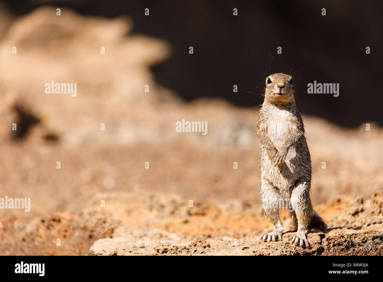 Unstriped Erdhörnchen (Xerus rutilus) Erta Ale Vulkan. Danakil Depression. Von ferne Region. Äthiopien. Afrika Stockfoto