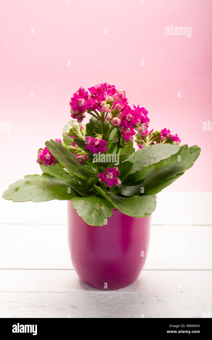 zimmerpflanzen kiel Zimmerpflanzen-Set für kleine Räume (x3) - Clusia rosea princess,  nephrolepis duffi, sansevieria main image 1