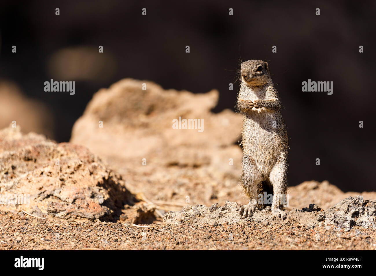 Unstriped Erdhörnchen (Xerus rutilus) Erta Ale Vulkan. Danakil Depression. Von ferne Region. Äthiopien. Afrika Stockfoto