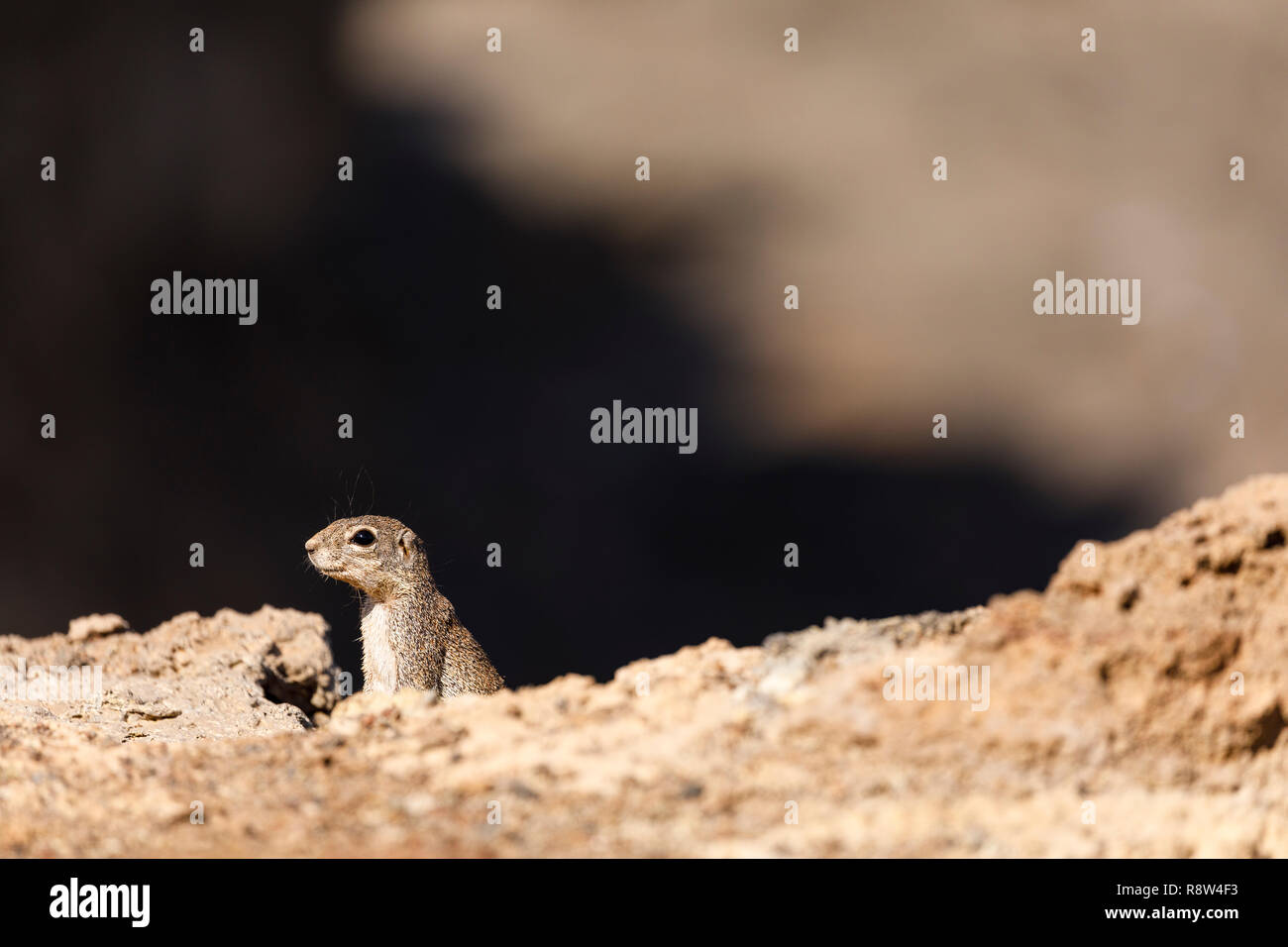 Unstriped Erdhörnchen (Xerus rutilus) Erta Ale Vulkan. Danakil Depression. Von ferne Region. Äthiopien. Afrika Stockfoto