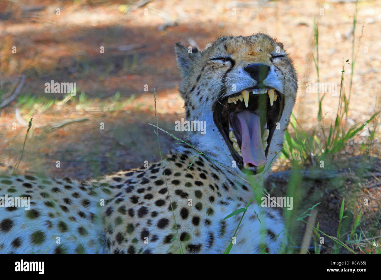 Männliche Geparden in Südafrika Stockfoto