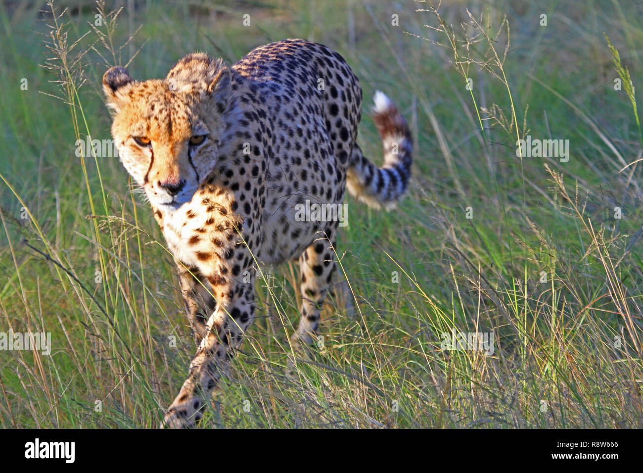 Männliche Geparden in Südafrika Stockfoto