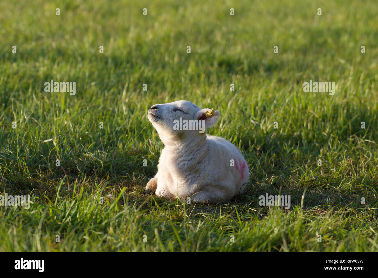 Lamm Sonnenbaden in der Frühlingssonne liegen auf Gras Stockfoto
