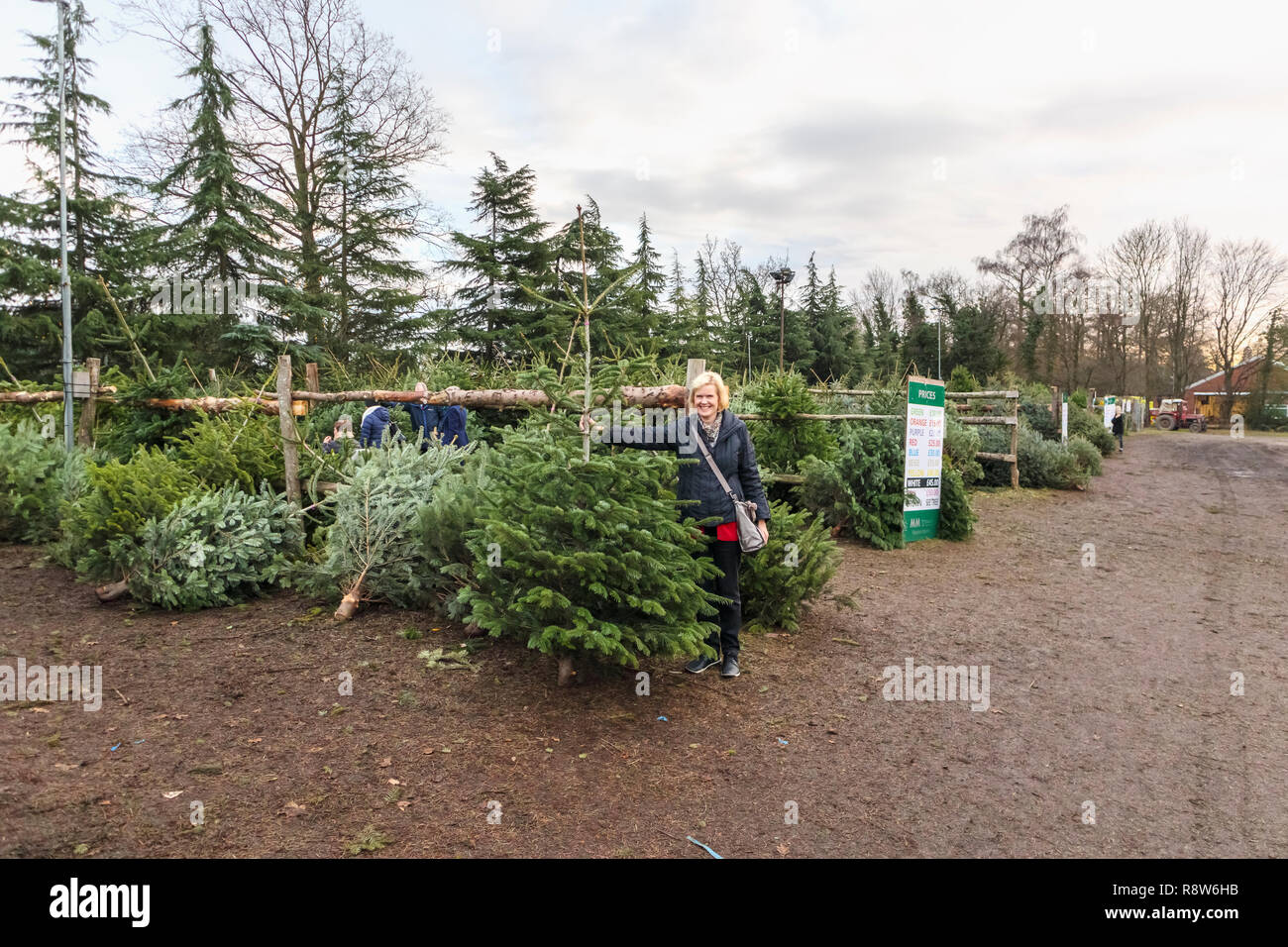 Saisonale Weihnachten festliche Jahreszeit Zubereitungen: Frau Kauf eines frisch geschnittenen Weihnachtsbaum an einem Weihnachtsbaum Farm in der Nähe von Chertsey, Surrey, Südost England Stockfoto
