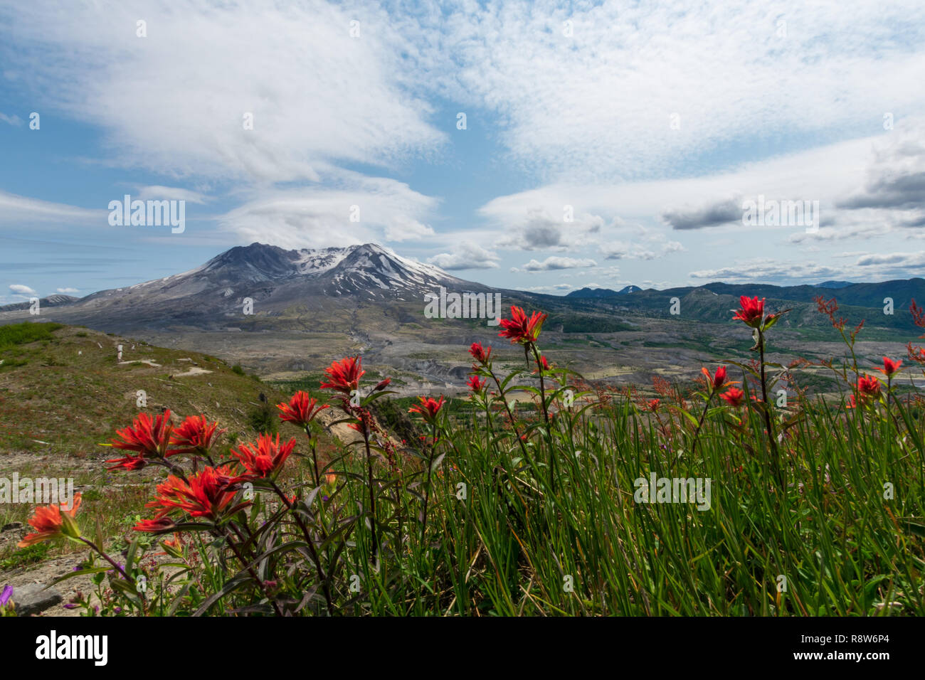 Mount St. Helens und Blumen Stockfoto