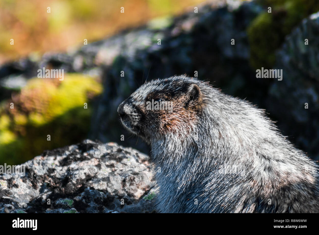 Hoary Marmot in die Ferne suchen Stockfoto