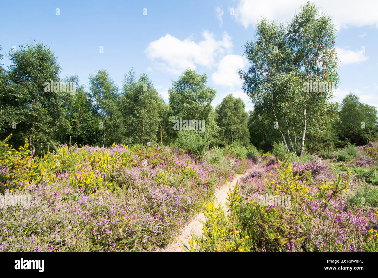 Und iping Stedham Commons, Midhurst, Sussex. August. Glockenheide, Erica cinerea, Ling, Calluna vulgaris, Silver Birch und Ginster. Lowland Heath. Stockfoto