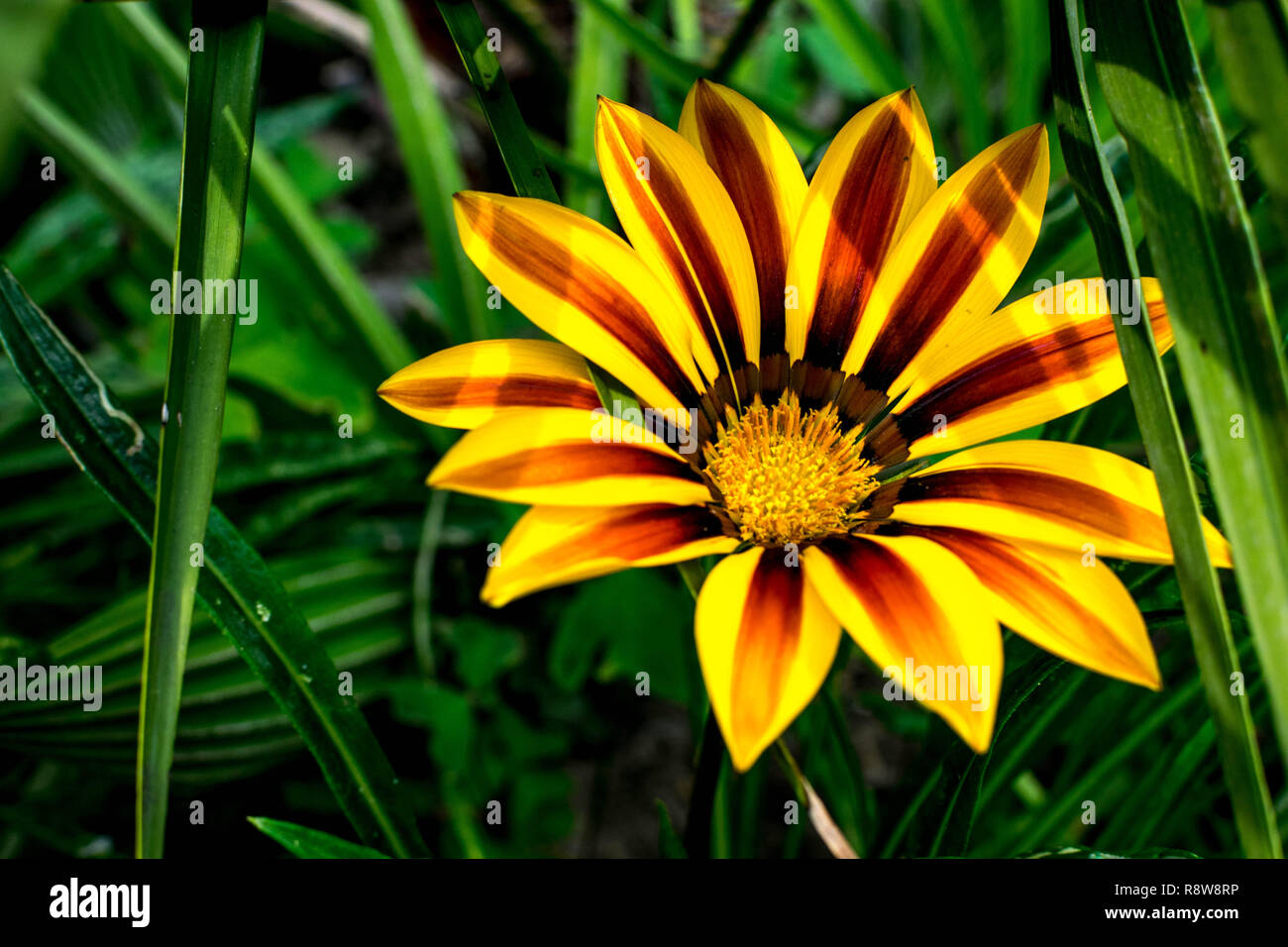 Aster Blume in einer grünen Wiese. Diese Blume ist offen in der Blüte und die Farben sind hell rot, orange und gelb. Stockfoto
