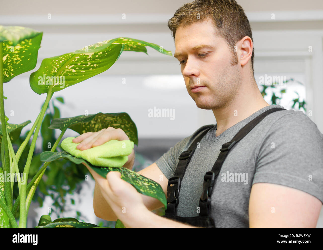 Reinigung Service Konzept. Mann interessieren für Blumen zu Hause. Stockfoto