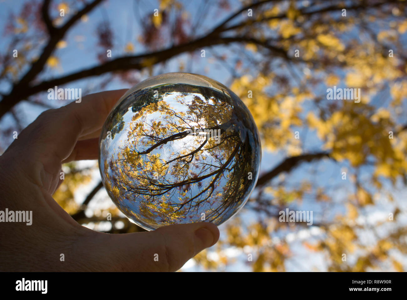 Glas Kugel erfasst Linien, Farben und Formen in der Zweige und Blätter. Bild gen Himmel schauen mit Himmel und Wolken im Hintergrund. Im Glas gefangen Stockfoto