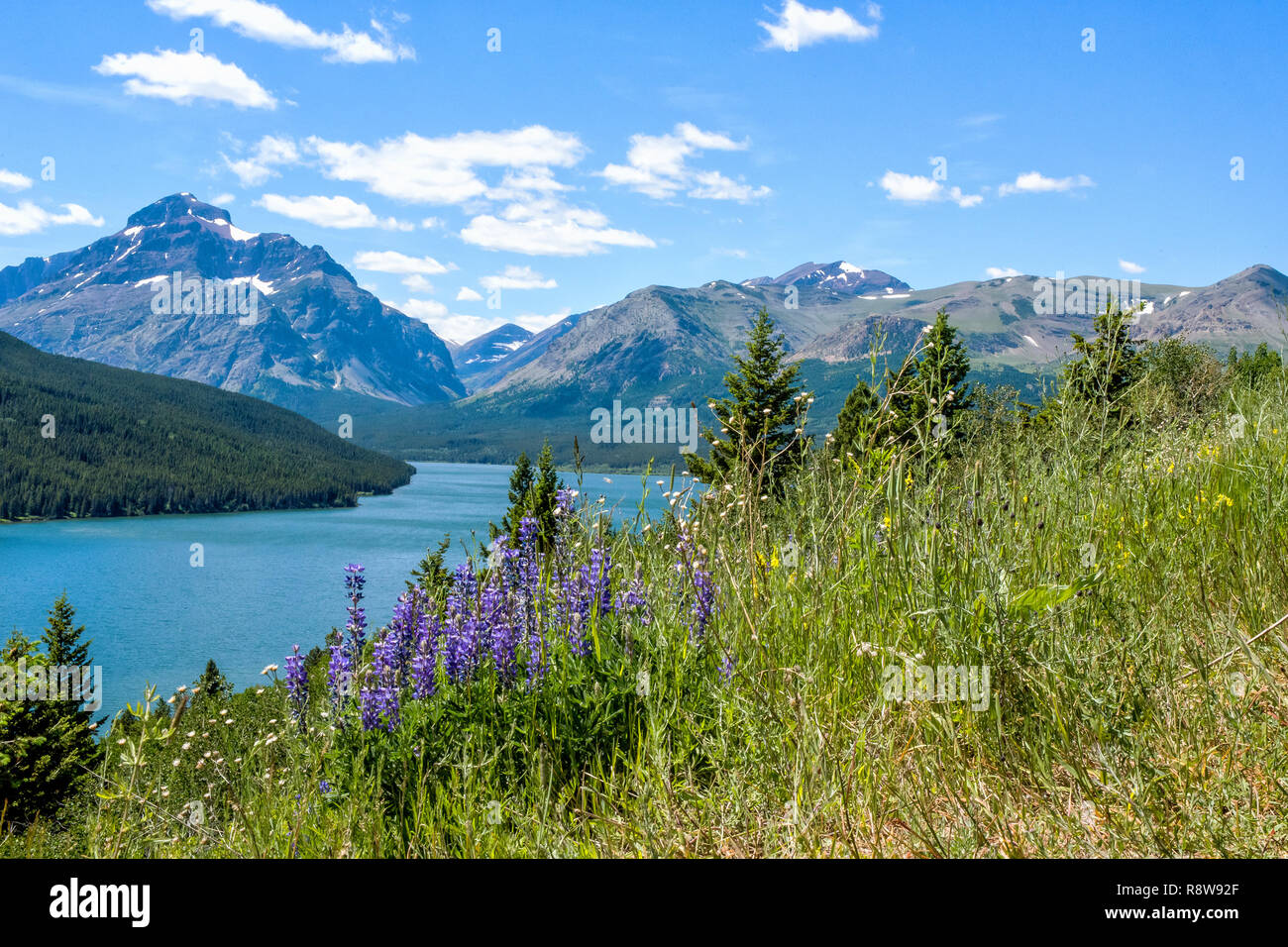 Feder Lupinen im Vordergrund im Glacier National Park Stockfoto