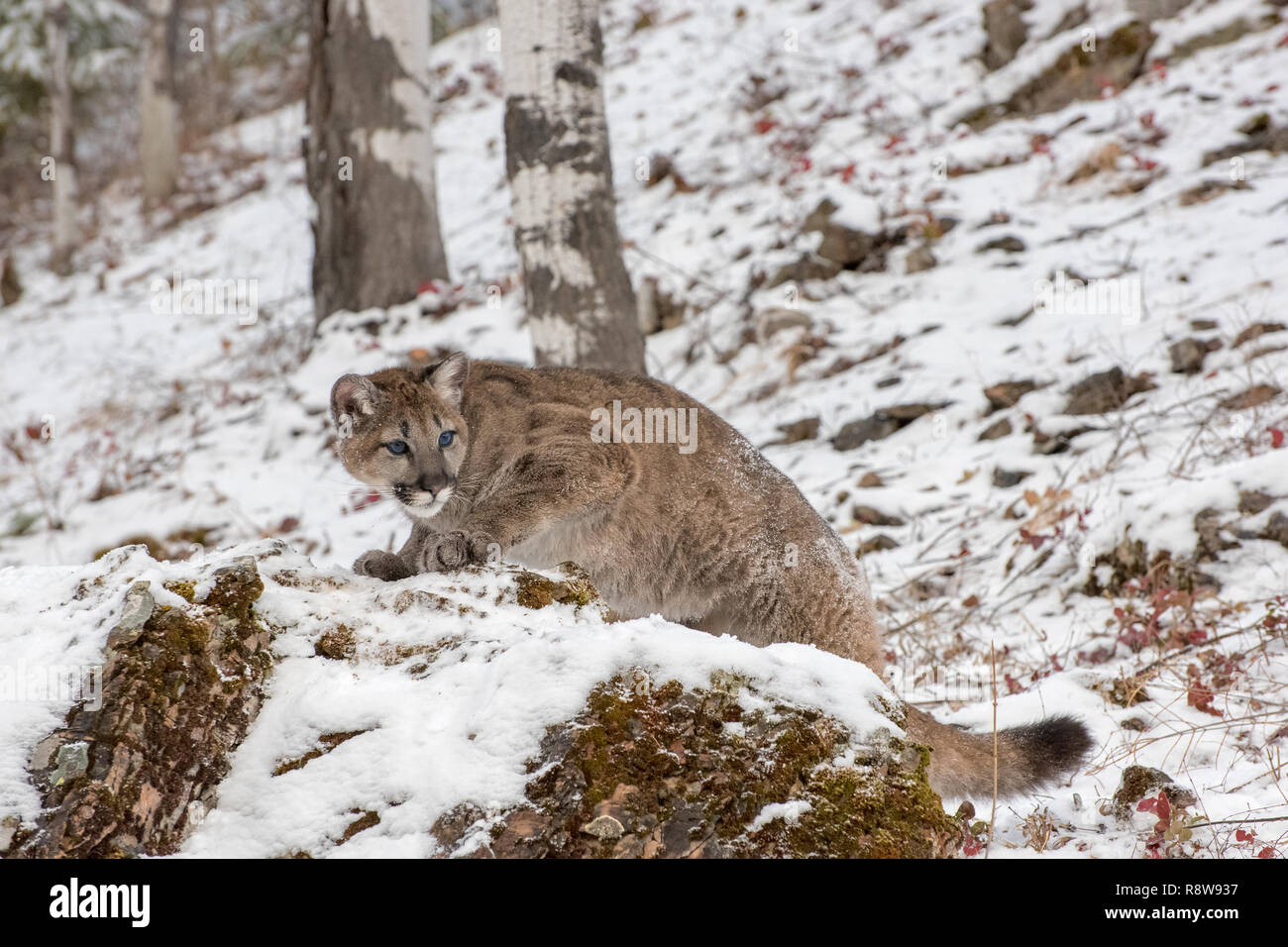 Mountain Lion Cub Klettern auf einem Felsen in einer verschneiten Winter am Nachmittag Stockfoto