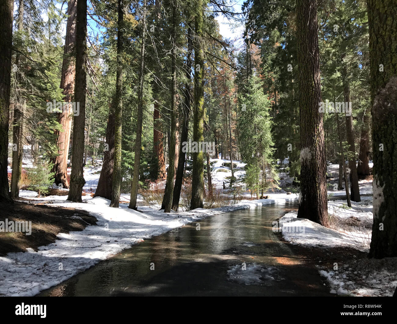 Ein gepflasterter Weg wird angezeigt, schlängelt sich durch den Wald, während eine wärmere Winter, in der kalifornischen Sequoia National Park. Stockfoto