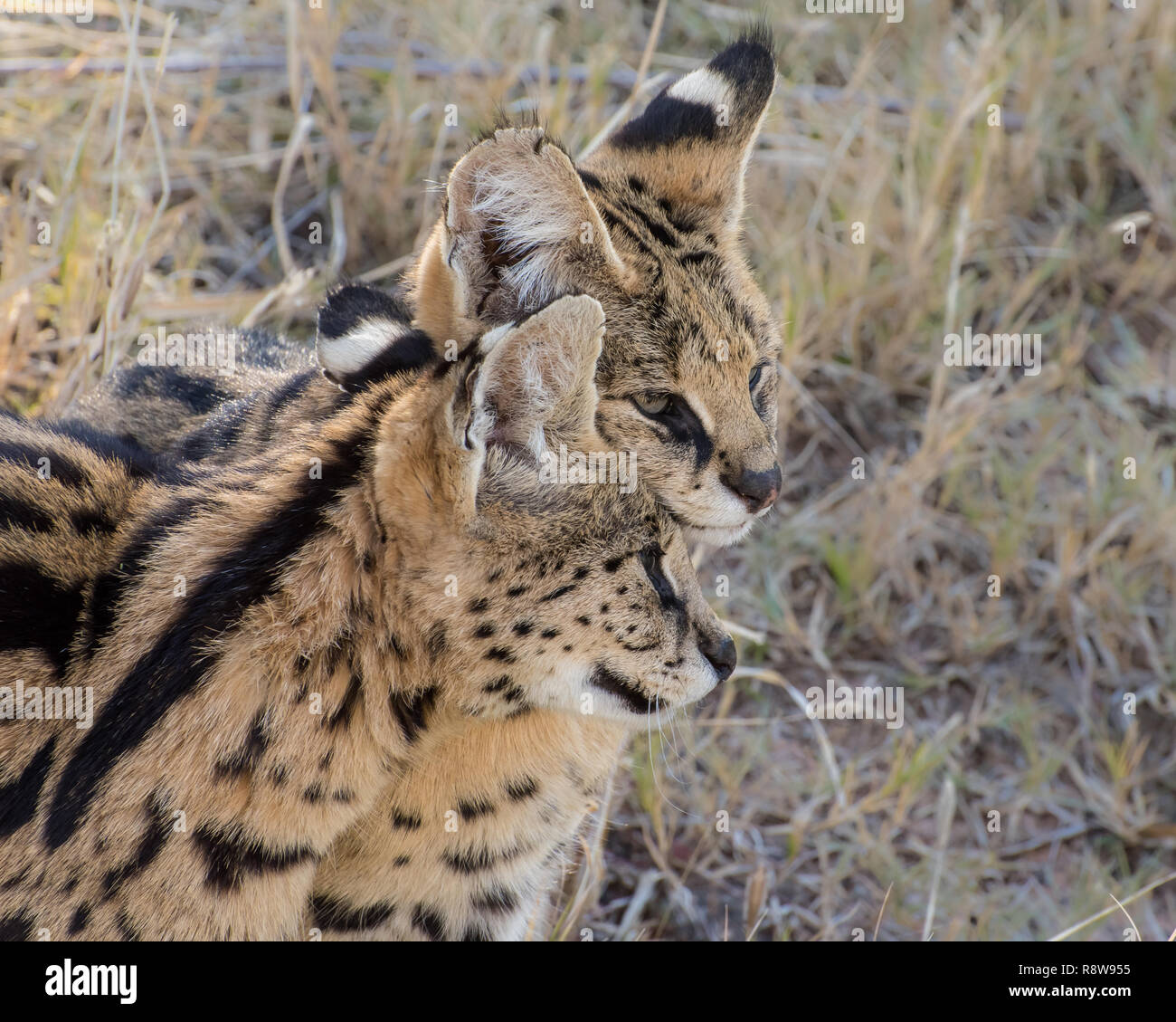 Zwei liebevollen Erwachsenen Serval Katzen, Porträt Stockfoto