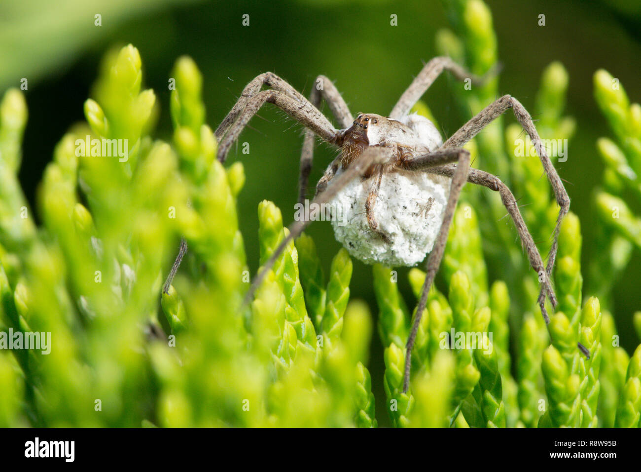 Baumschule Webb Spinne, Pisaura mirabilis, Durchführung ei sac, Sussex, UK, Stockfoto