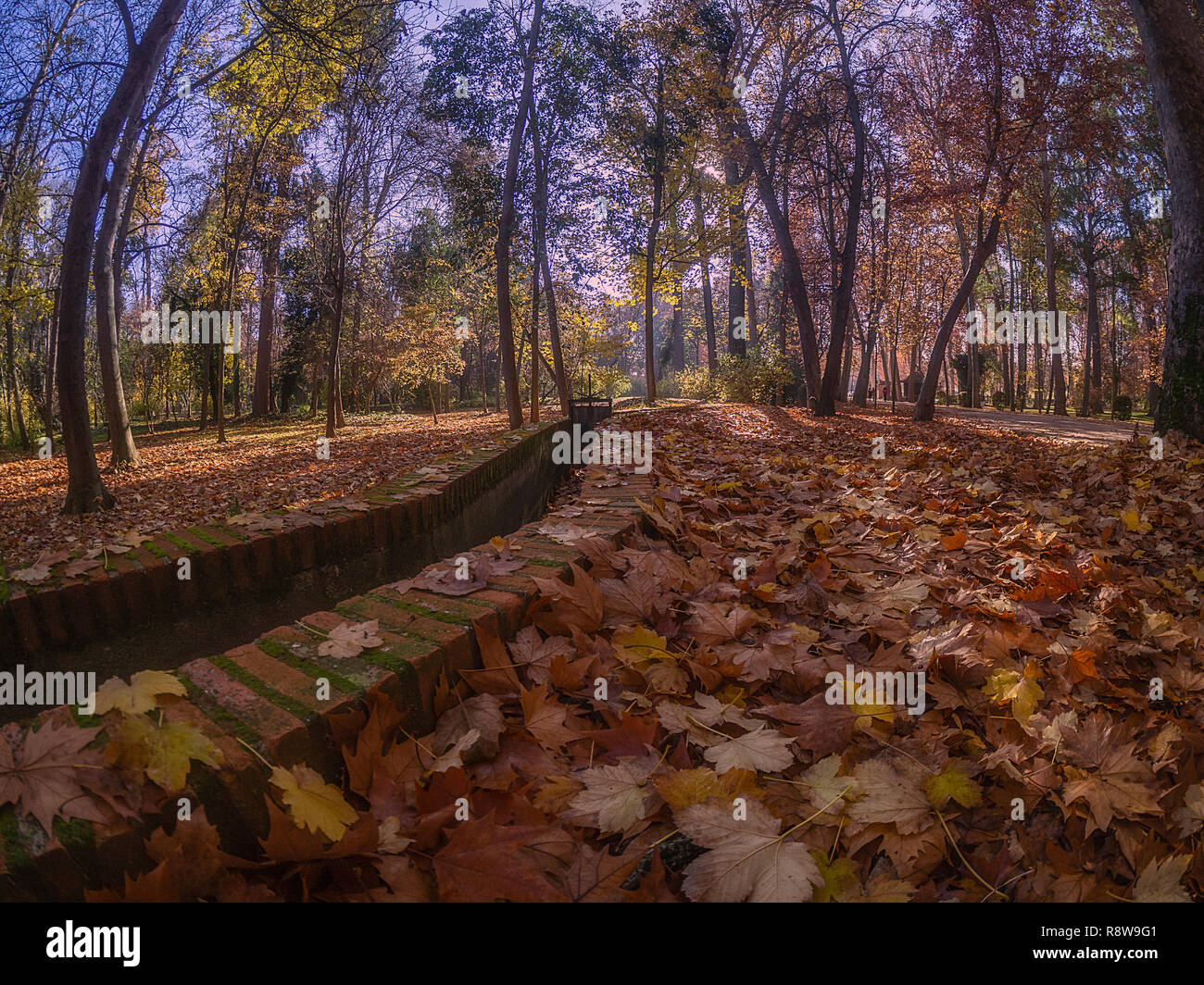 Trockene Blätter im Herbst auf dem Boden eines Parks und Bewässerung der Wiese. Stockfoto