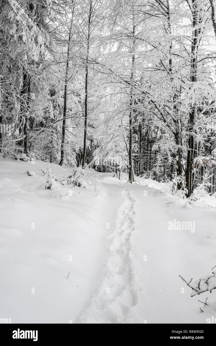 Winterlandschaft mit gefrorenen Wald und Schritte im Schnee in der Nähe von Cubonov Hügel in Moravskoslezske Beskiden auf tschechisch-slowakischen Grenze Stockfoto