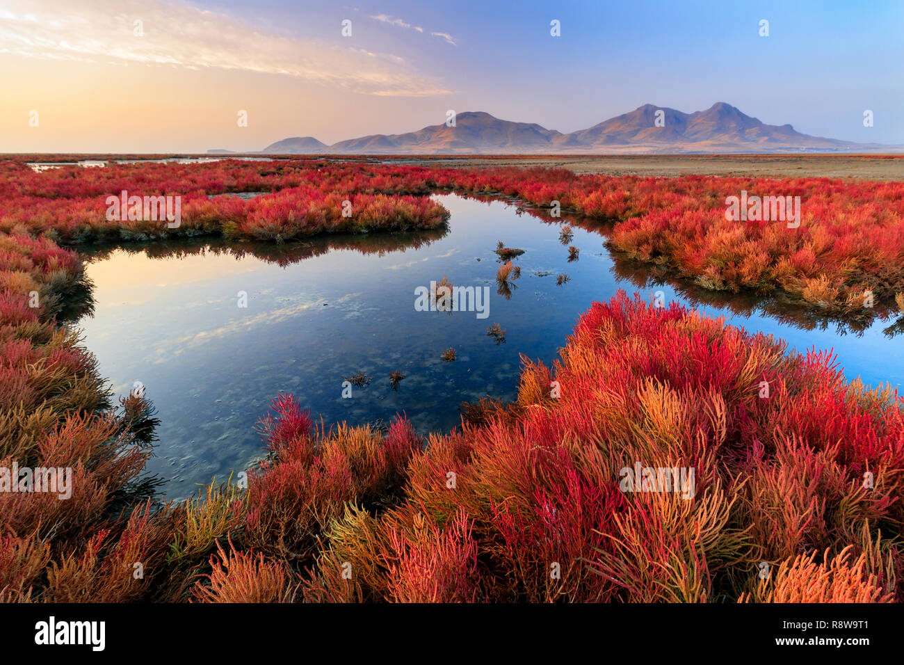 Salz Gras - Urmia See Stockfoto