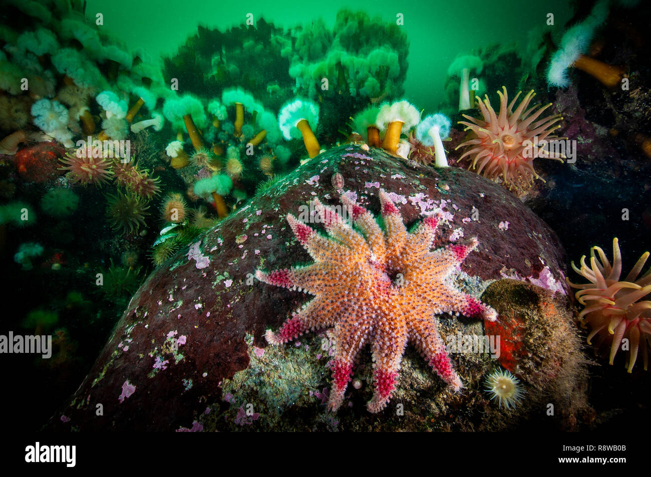 Bunte stacheligen Sun Star Unterwasser im St. Lawrence River in Kanada Stockfoto