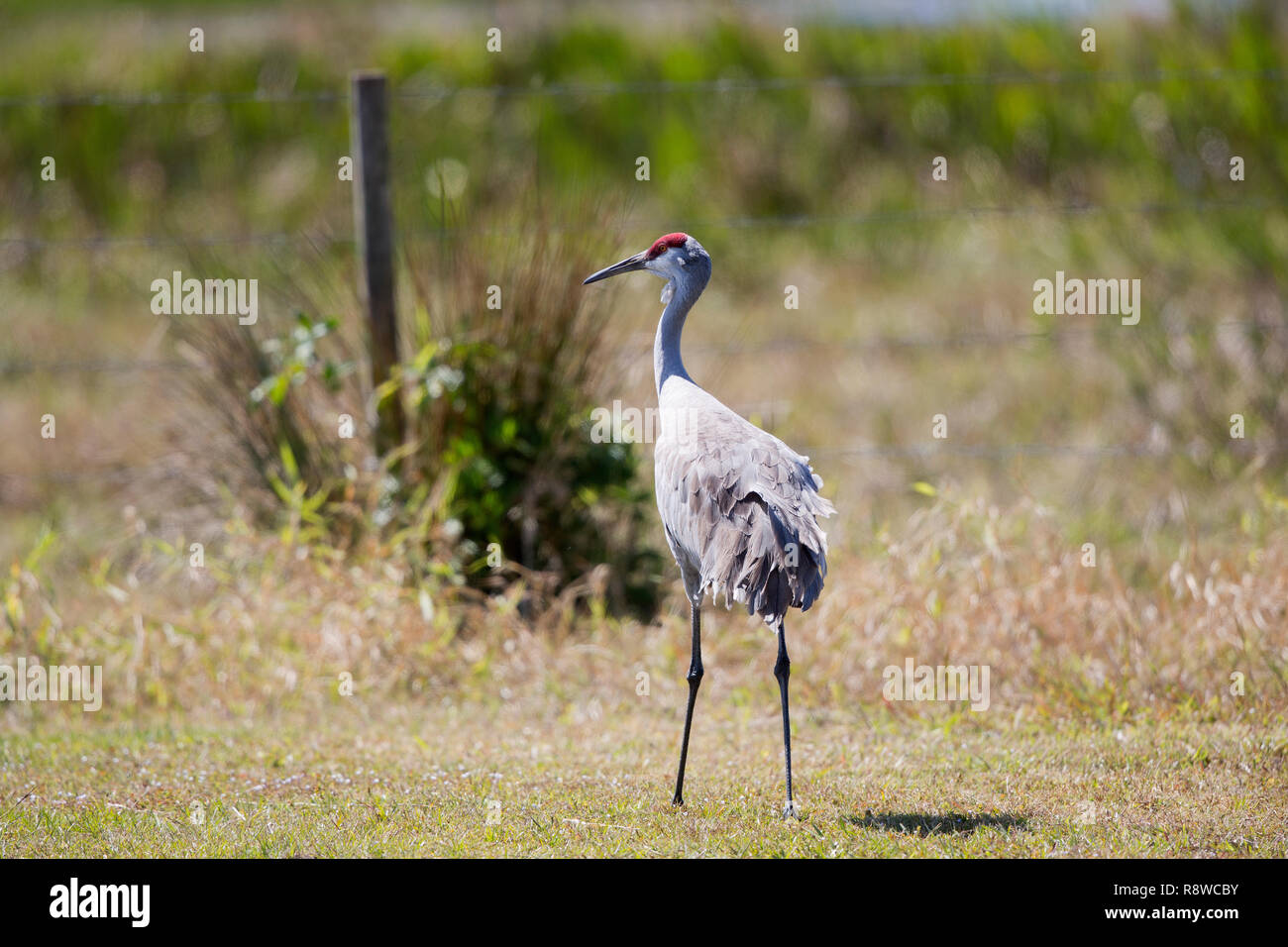 Sandhill Crane, Grus canadensis, Florida, USA Stockfoto